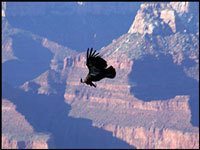California Condor Flying High