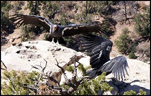 California Condors spreading their wings