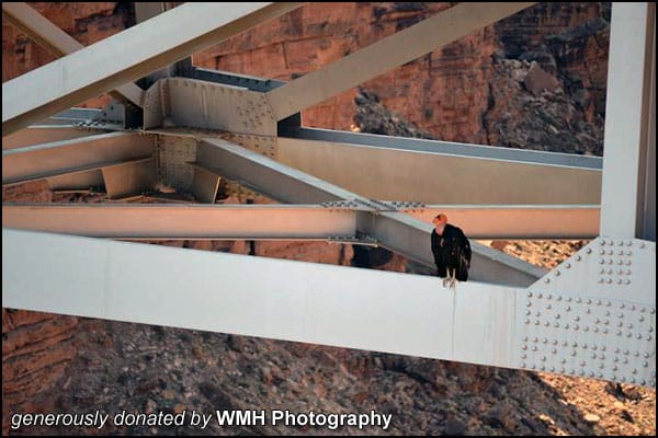 California Condor rests under a bridge
