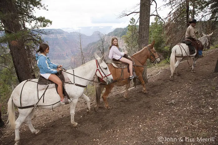 Grand Canyon Mule Rides North Rim