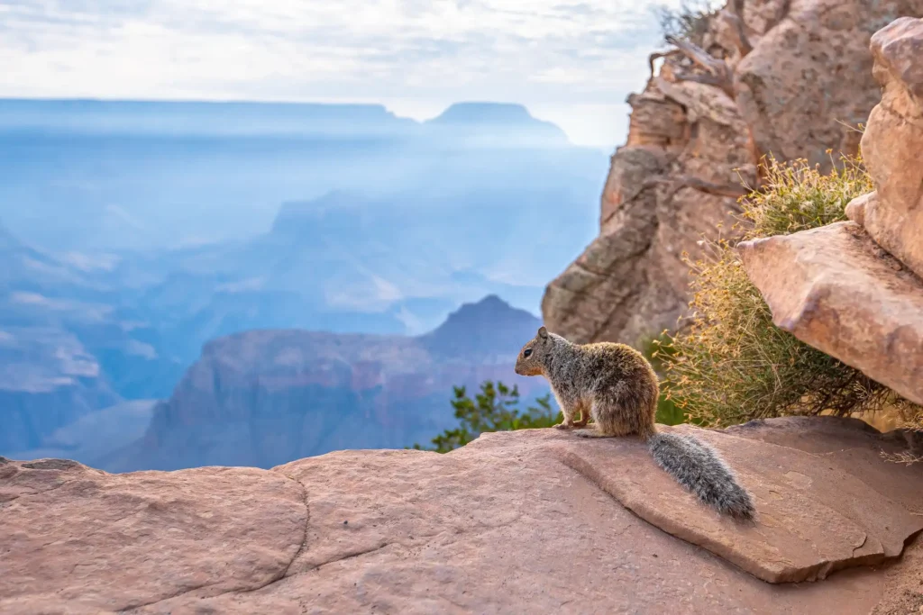 Kaibab Squirrel at the Grand Canyon North Rim