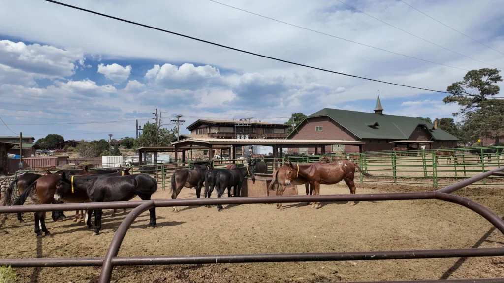 Mule Barn#8 Mule Barn#8