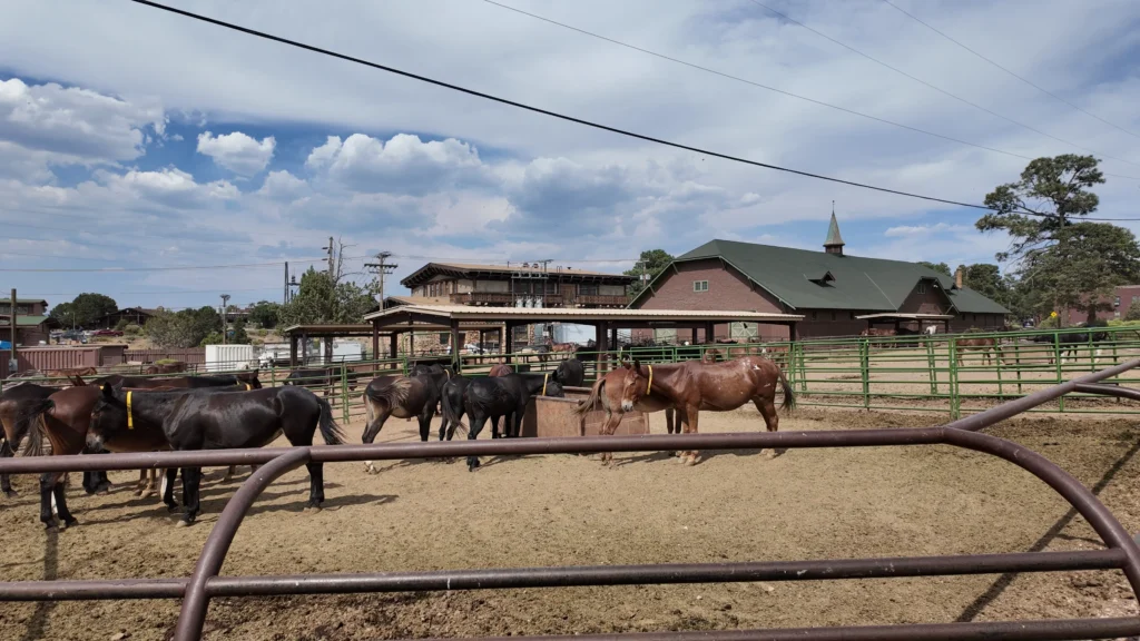 Mule Barn#7 Mule Barn#7