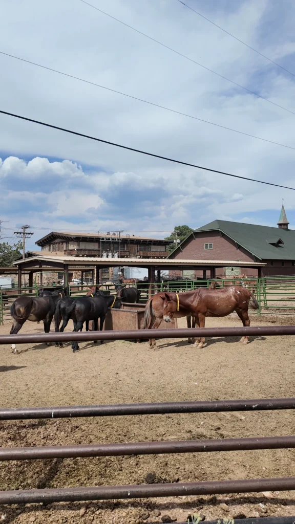 Mule Barn#6 Mule Barn#6