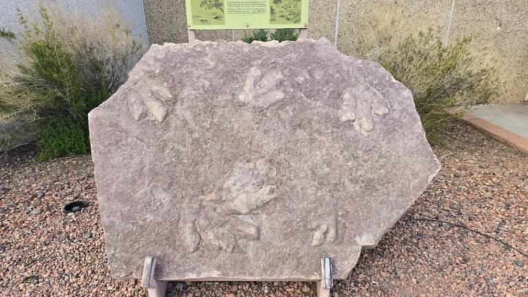Highway 89 Dinosaur Tracks